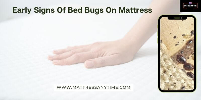 Early Signs Of Bed Bugs On Mattress