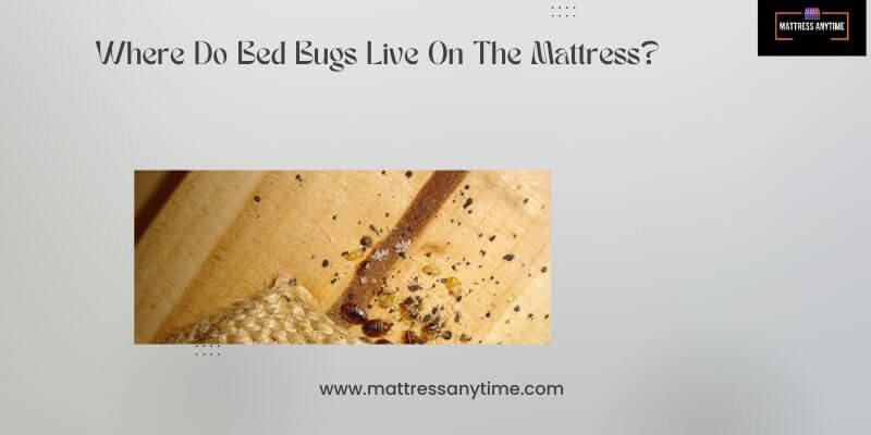 Where Do Bed Bugs Live On The Mattress?